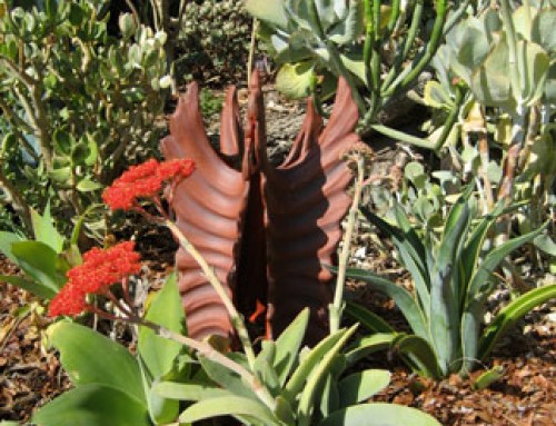 Garden Echinoderm